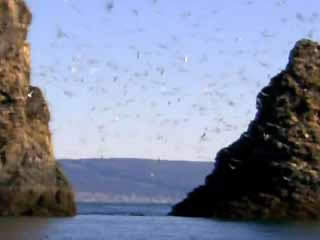 صور Gull Island, Homer جزيرة